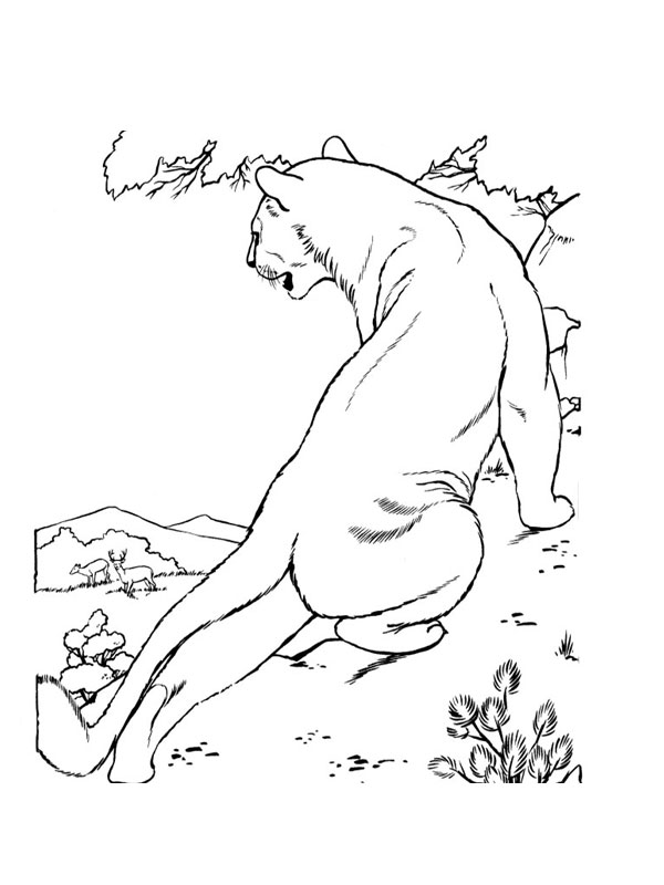 coloriage lionne en chasse